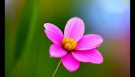 Bokeh Bliss: טכניקות פרו להשגת רקעים חלומיים