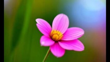 Bokeh Bliss: טכניקות פרו להשגת רקעים חלומיים