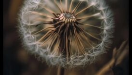 מאקרו קסם: לכידת את מהות היופי בכל פרט זעיר